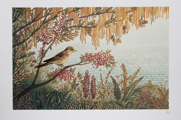 Finch